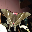 Tropical Swallowtail Moth
