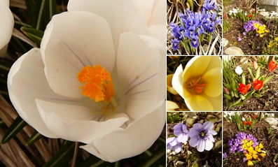 Vis Vårblomster