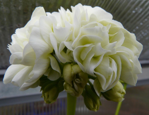 [blomster 2010 043[3].jpg]