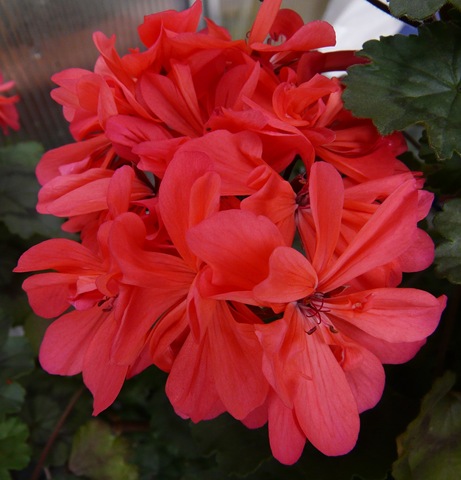 [blomster 2010 053[3].jpg]