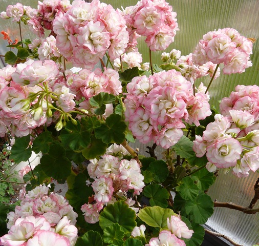 [blomster 2010 039[4].jpg]