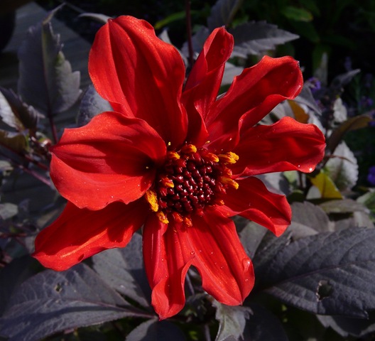 [blomster 2010 009[3].jpg]