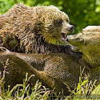 Bear photography in Romania