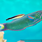 Exotic Fish Photography on the Cheap