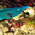Exotic Fish Photography on the Cheap