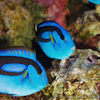 Exotic Fish Photography on the Cheap