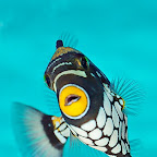 Exotic Fish Photography on the Cheap