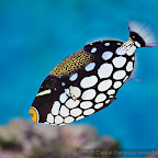 Exotic Fish Photography on the Cheap