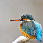 Kingfisher_Alcedo_Atthis_Pescarelul_Albastru_by_Daniel_Petrescu