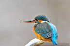 Kingfisher_Alcedo_Atthis_Pescarelul_Albastru_002.JPG