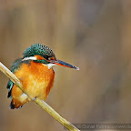 Kingfisher_Alcedo_Atthis_Pescarelul_Albastru_by_Daniel_Petrescu