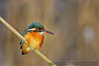 Kingfisher_Alcedo_Atthis_Pescarelul_Albastru_004.JPG