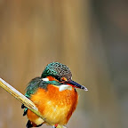 Kingfisher_Alcedo_Atthis_Pescarelul_Albastru_by_Daniel_Petrescu