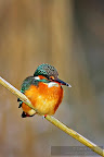Kingfisher_Alcedo_Atthis_Pescarelul_Albastru_003.JPG
