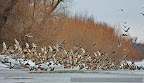 Mallard (Anas plathirynchos)-2.JPG