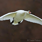 Winter-2010-Danube-Delta_by_Daniel_Petrescu