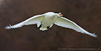 Mute-Swan-Danube-Delta.JPG