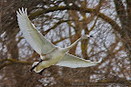 Mute-Swan-juvenile-Danube-Delta.JPG