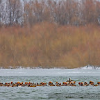 Winter-2010-Danube-Delta_by_Daniel_Petrescu