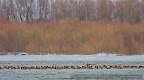 Red-crested-Pochard-in-the-Danube-Delta.JPG