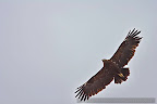 Great-Spotted-Eagle-Aquila-clanga.JPG
