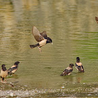 Rose-cloured Starlings (Sturnus roseus)