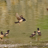 Rose-cloured Starlings (Sturnus roseus)