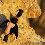 Rose-cloured Starlings (Sturnus roseus)