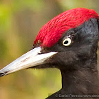 Canon EOS 7D Field Test and Review
