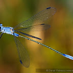 Dragonflies by Daniel Petrescu