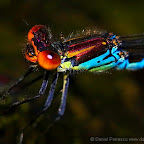 Dragonflies by Daniel Petrescu