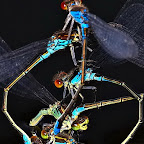 Dragonflies by Daniel Petrescu
