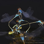 Dragonflies by Daniel Petrescu