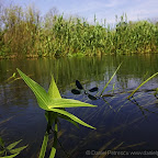 Dragonflies by Daniel Petrescu