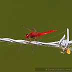 Dragonflies by Daniel Petrescu