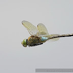 Dragonflies by Daniel Petrescu