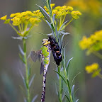 Dragonflies by Daniel Petrescu