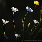 Flowers by Daniel Petrescu