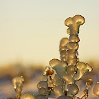 Winter 2009 by Daniel Petrescu