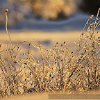 Winter 2009 by Daniel Petrescu