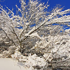 Winter 2009 by Daniel Petrescu