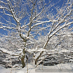 Winter 2009 by Daniel Petrescu