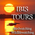 EN: Great White Pelican#FR: Pélican blanc#RO: Pelican comun#DE: Rosapelikan#LAT: Pelecanus onocrotalus#IT: Pellicano bianco#FIN: pelikaani#NL: Roze Pelikaan#SW: Pelikan#ES: Pelícano Común#DEN: Hvid Pelikan