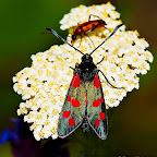 Butterflies and moths by Daniel Petrescu