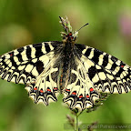 Butterflies and moths by Daniel Petrescu