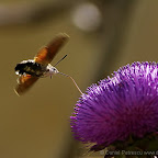 Butterflies and moths by Daniel Petrescu
