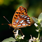 Butterflies and moths by Daniel Petrescu