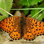 Butterflies and moths by Daniel Petrescu
