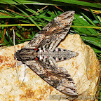 Butterflies and moths by Daniel Petrescu