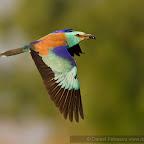 Canon Eos 7D pictures